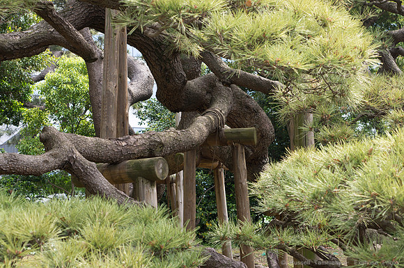 Hama Rikyu Garden