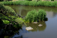 Hibiya Park