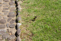Hibiya Park