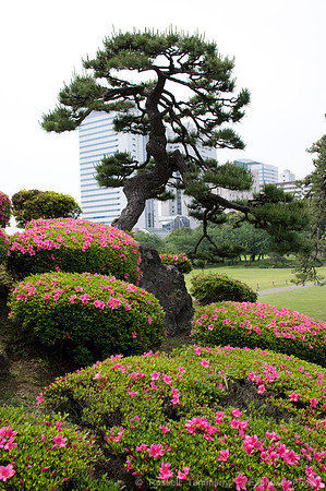 Hama Rikyu Garden