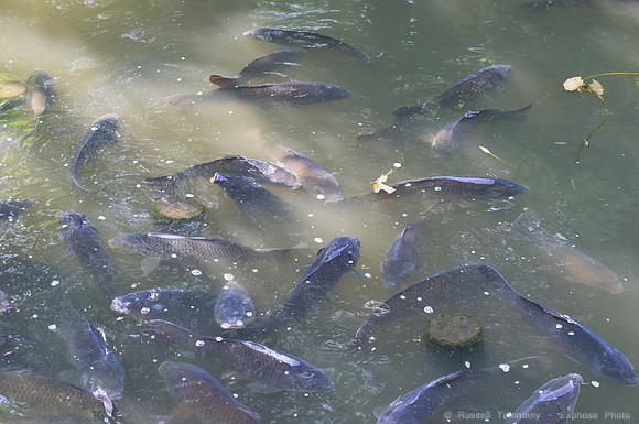 Uenoonshi Park