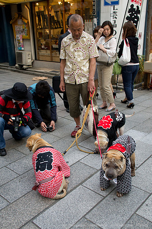Sanja Matsuri Festival at Asakusa Shrine