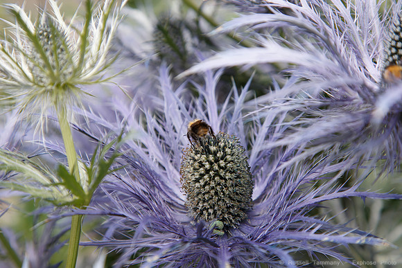 Lystigarðurinn á Akureyri (Botanical Gardens)