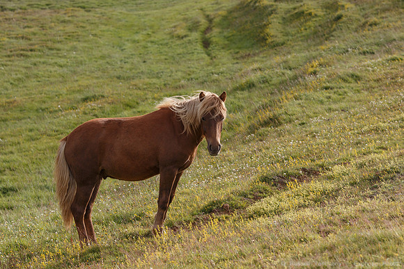 Icelandic Horses Near Hofsós