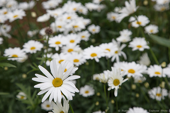 Lystigarðurinn á Akureyri (Botanical Gardens)