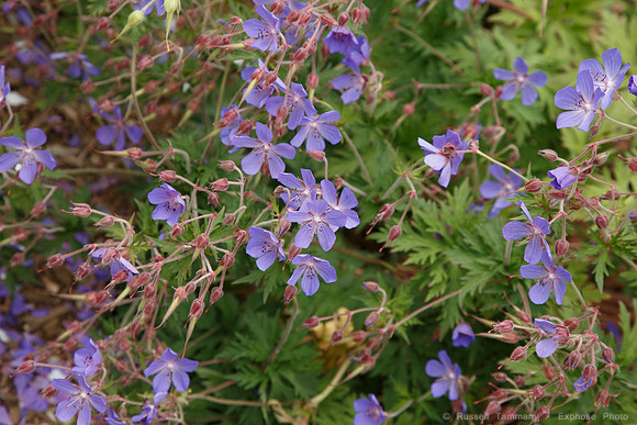 Lystigarðurinn á Akureyri (Botanical Gardens)