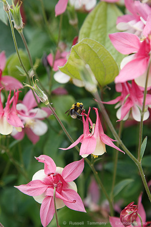 Lystigarðurinn á Akureyri (Botanical Gardens)
