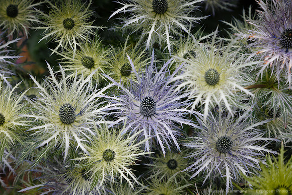 Lystigarðurinn á Akureyri (Botanical Gardens)