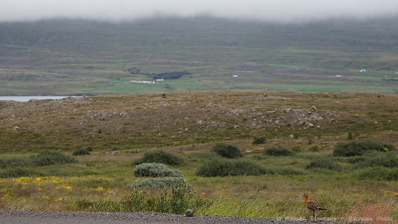 North East Iceland, Hwy 82
