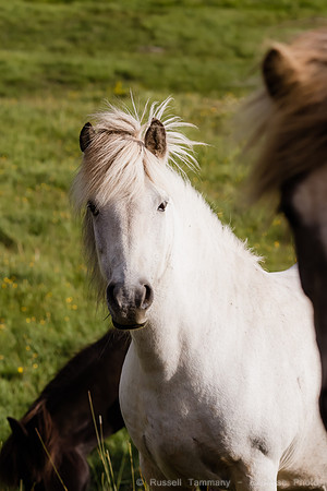 Icelandic Horses Near Hofsós