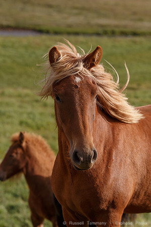 Icelandic Horses Near Hofsós