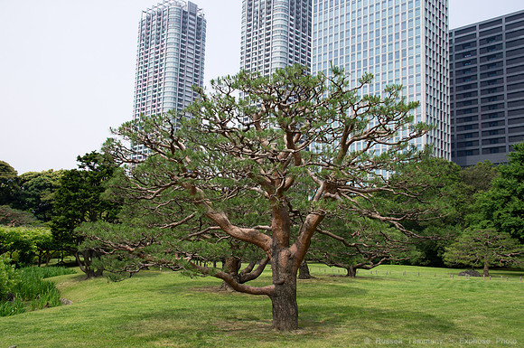 Hama Rikyu Garden