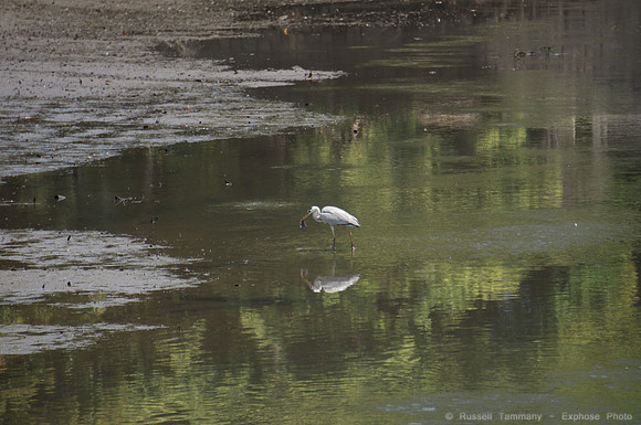 Hama Rikyu Garden