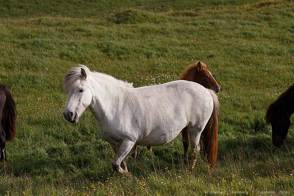 Icelandic Horses Near Hofsós