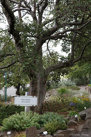 Lystigarðurinn á Akureyri (Botanical Gardens)