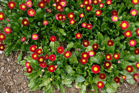 Lystigarðurinn á Akureyri (Botanical Gardens)