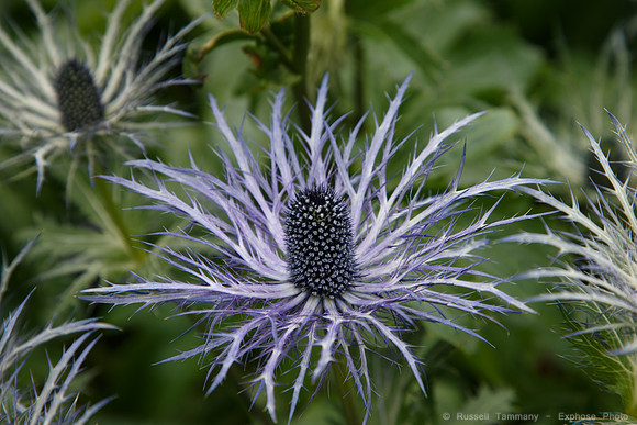 Lystigarðurinn á Akureyri (Botanical Gardens)