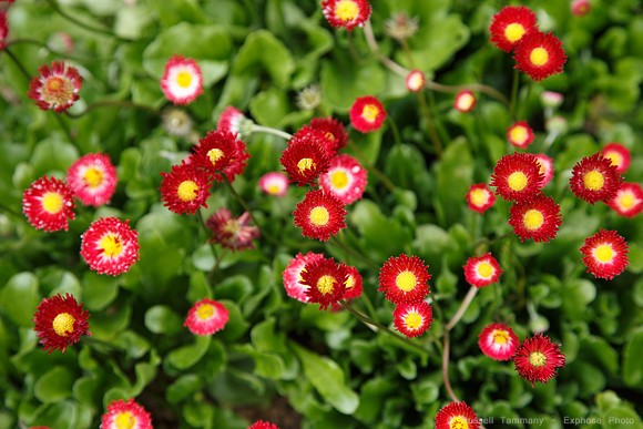 Lystigarðurinn á Akureyri (Botanical Gardens)