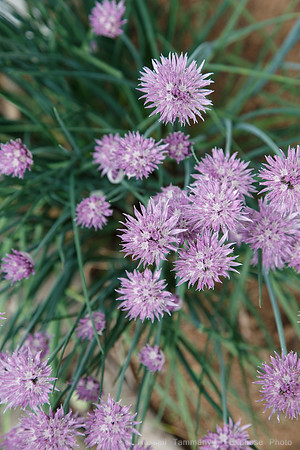 Lystigarðurinn á Akureyri (Botanical Gardens)