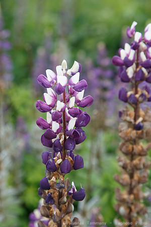 Lystigarðurinn á Akureyri (Botanical Gardens)
