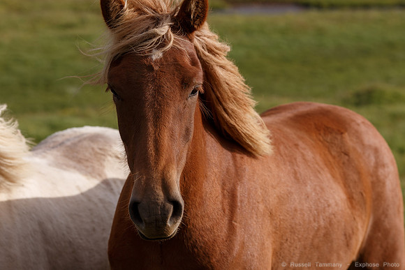 Icelandic Horses Near Hofsós