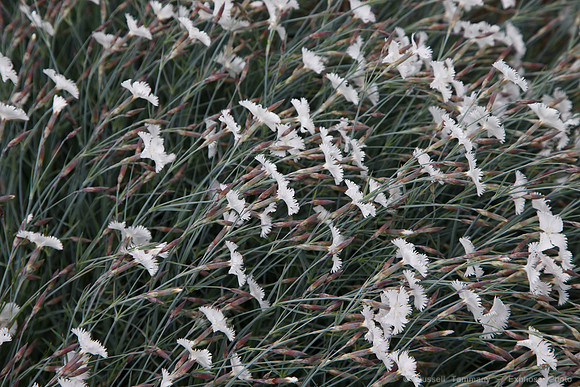 Lystigarðurinn á Akureyri (Botanical Gardens)