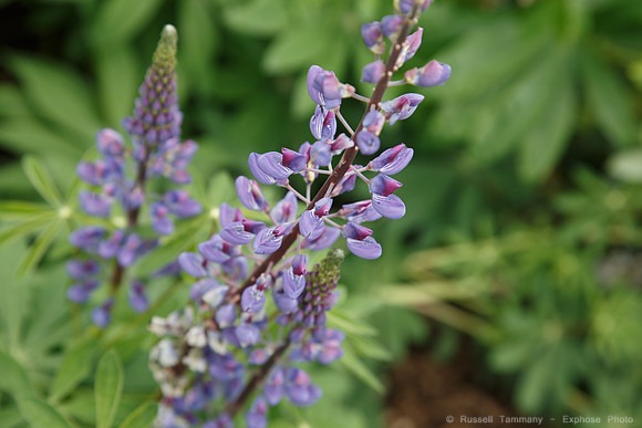 Lystigarðurinn á Akureyri (Botanical Gardens)