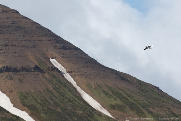 Dalvíkurbyggð