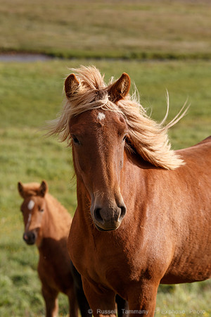 Icelandic Horses Near Hofsós