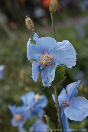 Lystigarðurinn á Akureyri (Botanical Gardens)