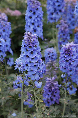 Lystigarðurinn á Akureyri (Botanical Gardens)