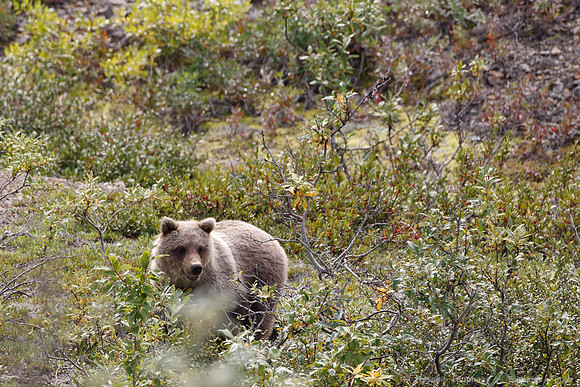 Denali NP
