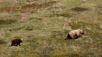 Denali NP