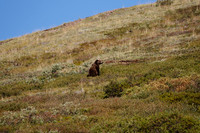 Denali NP