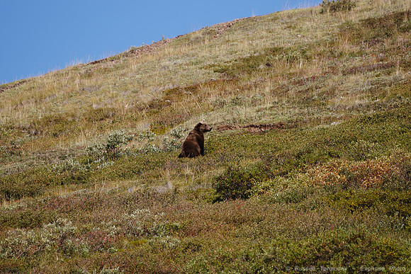 Denali NP