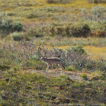Denali NP