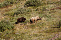 Denali NP