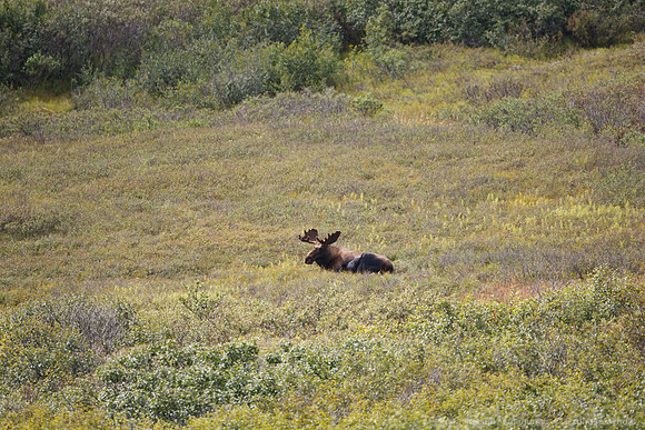 Denali NP