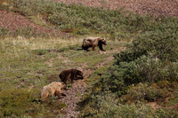 Denali NP