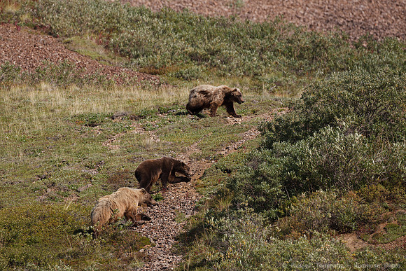 Denali NP