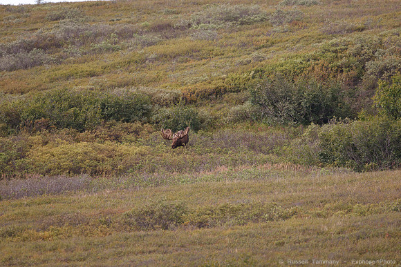 Denali NP