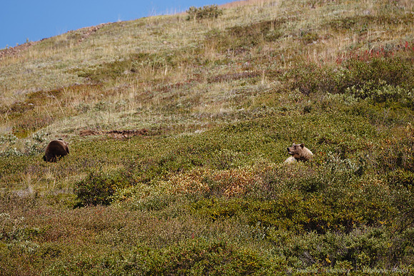 Denali NP