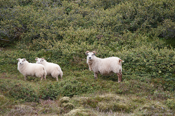 Trail to Fossardalur