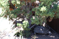 Reno Animal Ark