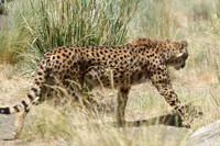 Reno Animal Ark