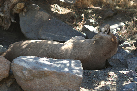 Reno Animal Ark