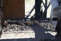 Reno Animal Ark