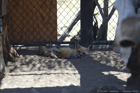 Reno Animal Ark