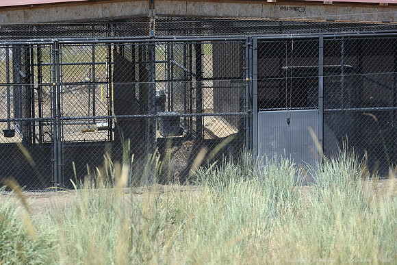 Reno Animal Ark
