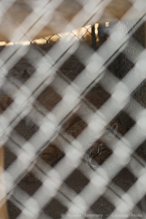 Reno Animal Ark